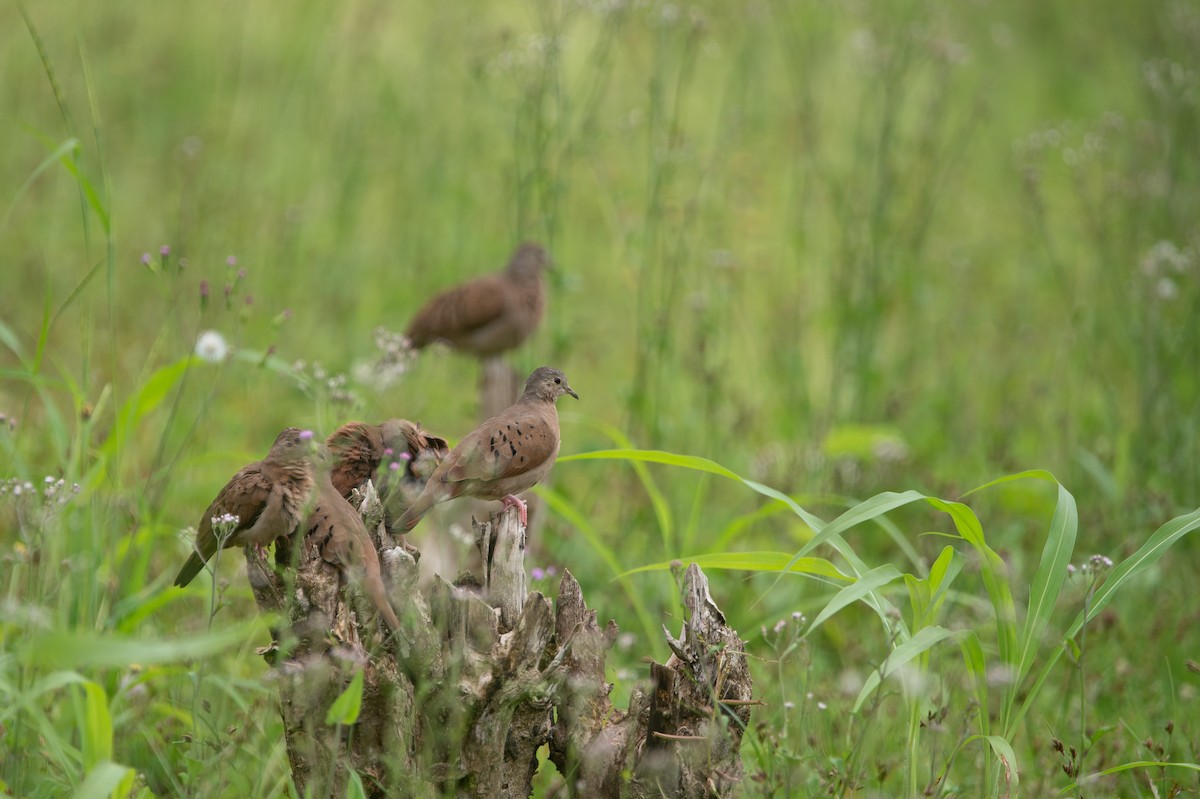 Ruddy Ground Dove - ML646266228
