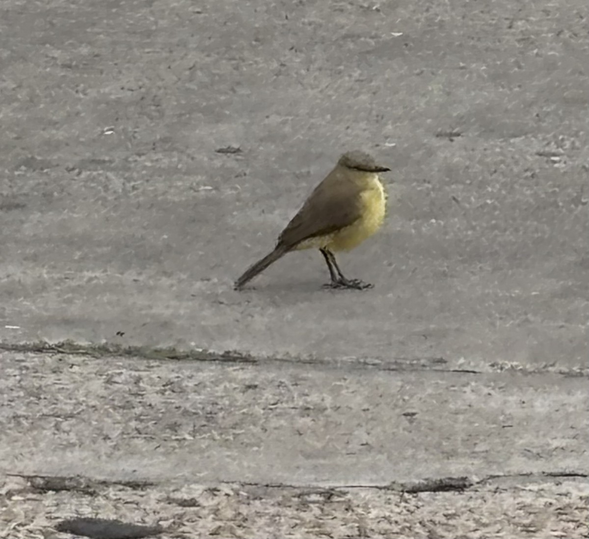 Cattle Tyrant - ML646266232