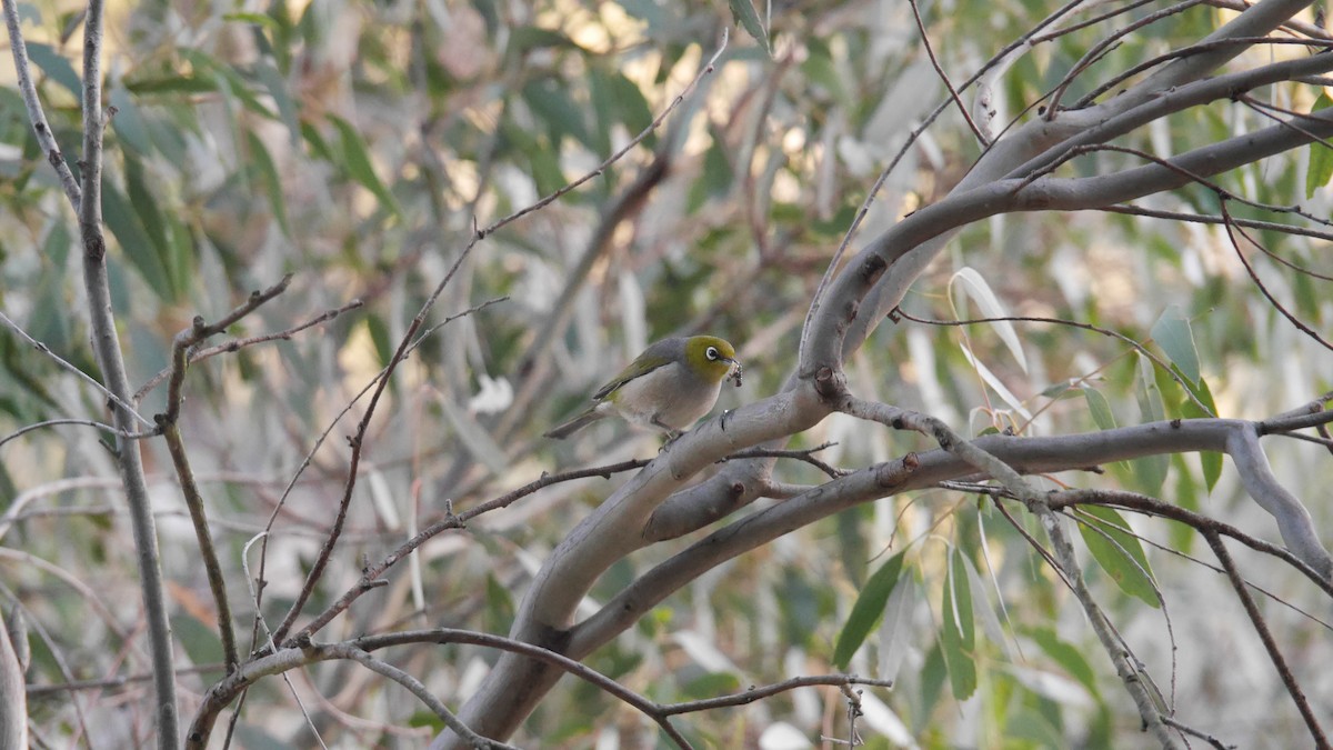 Silvereye - ML646266233
