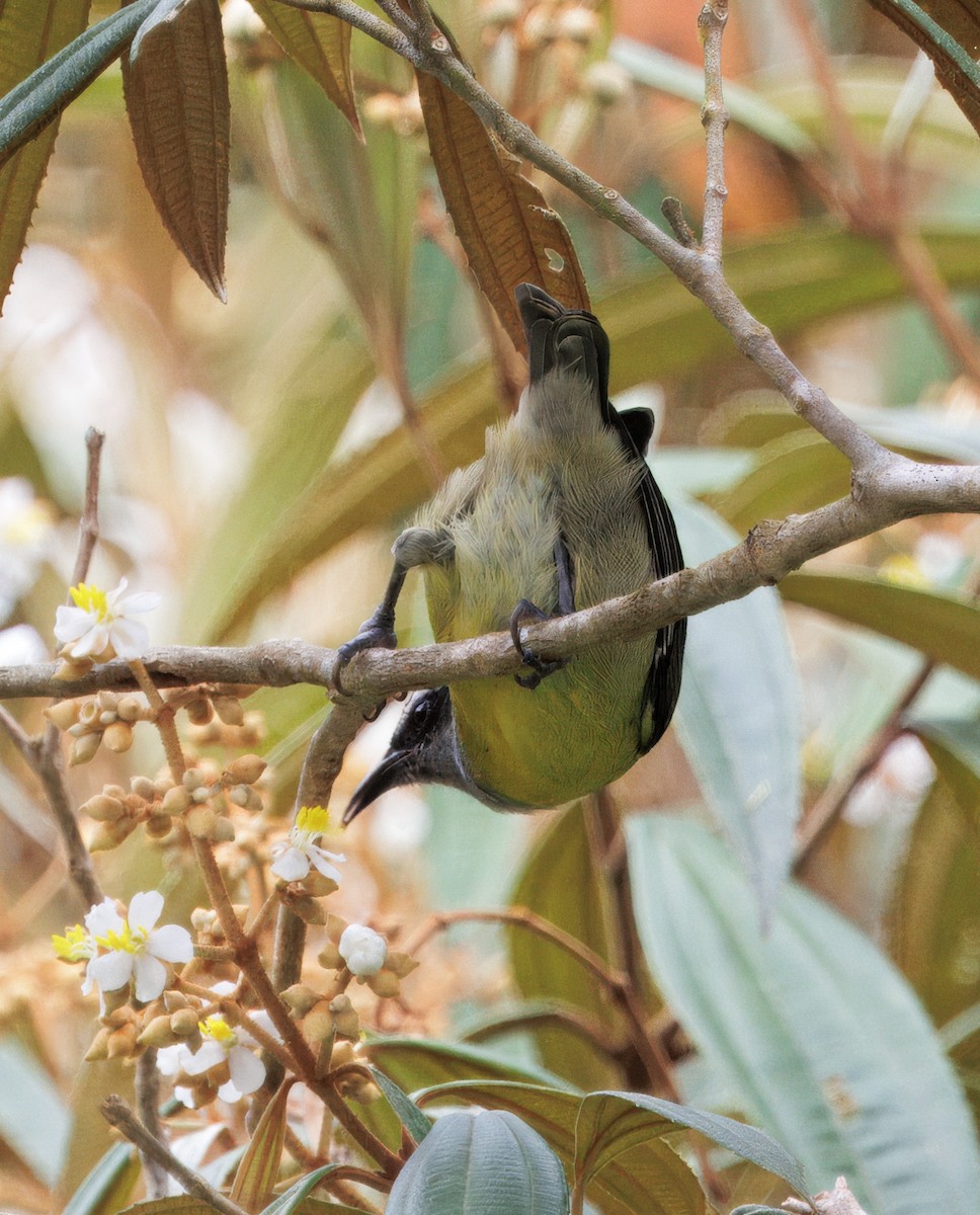 Цереба - ML646266234