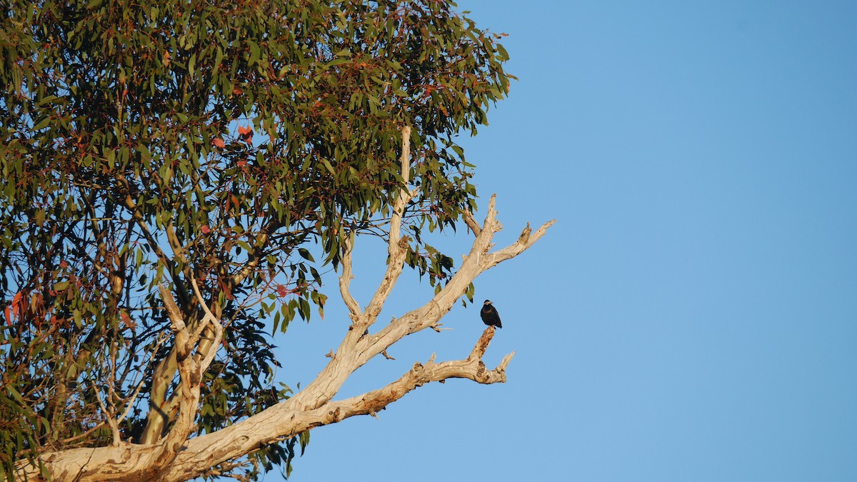 European Starling - ML646266238