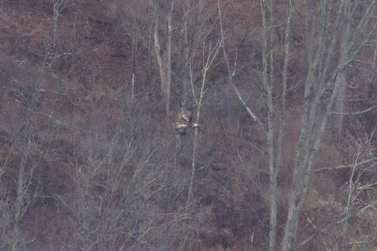 Golden Eagle - ML646266252