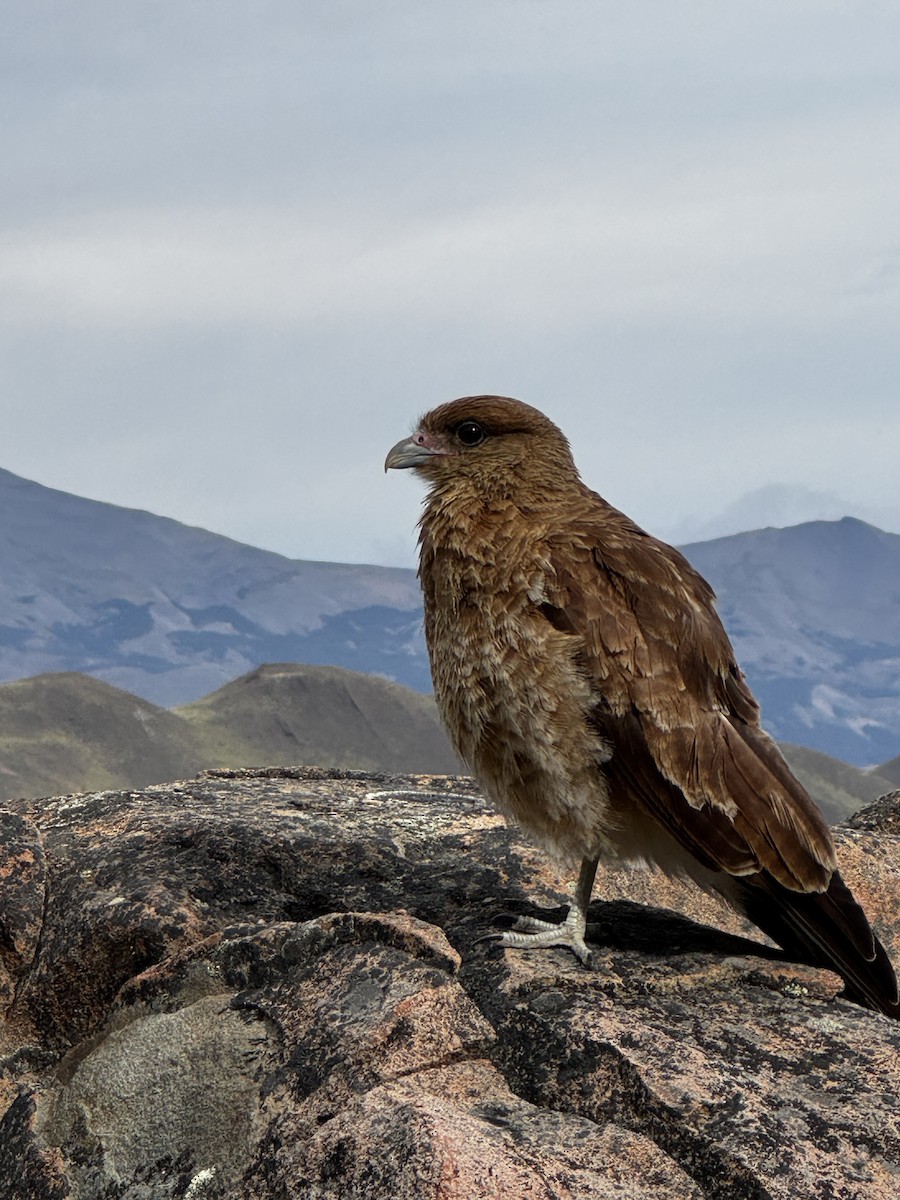 Chimango Caracara - ML646266253