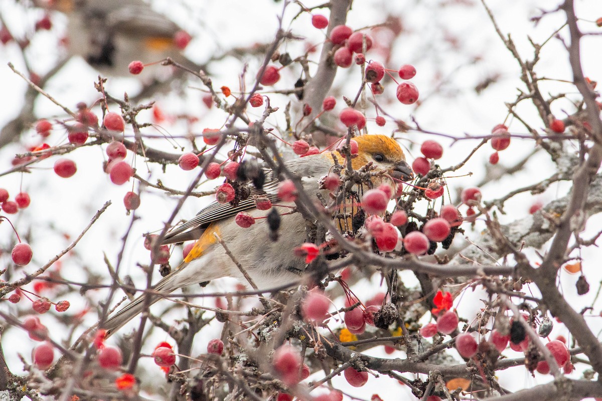 Pine Grosbeak - ML646266254