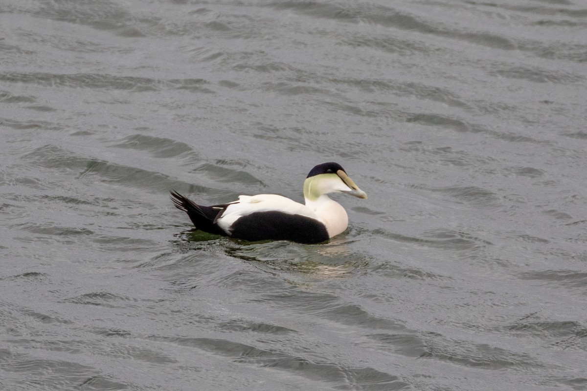 Common Eider - ML646266260