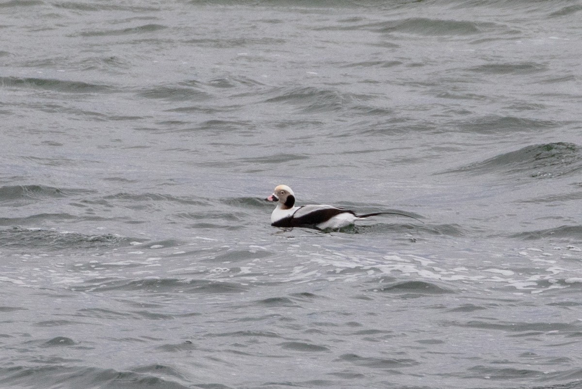 Long-tailed Duck - ML646266262