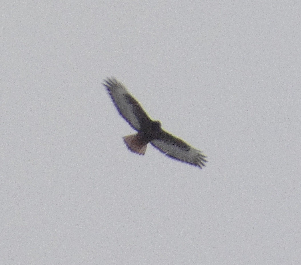 Red-tailed Hawk (calurus/alascensis) - ML646266263