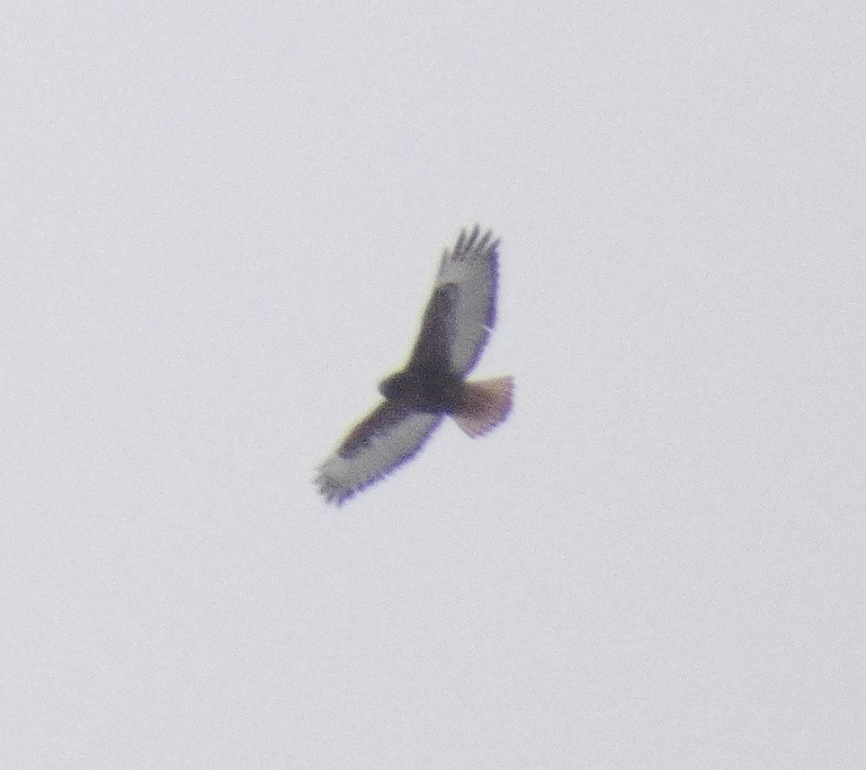 Red-tailed Hawk (calurus/alascensis) - ML646266265