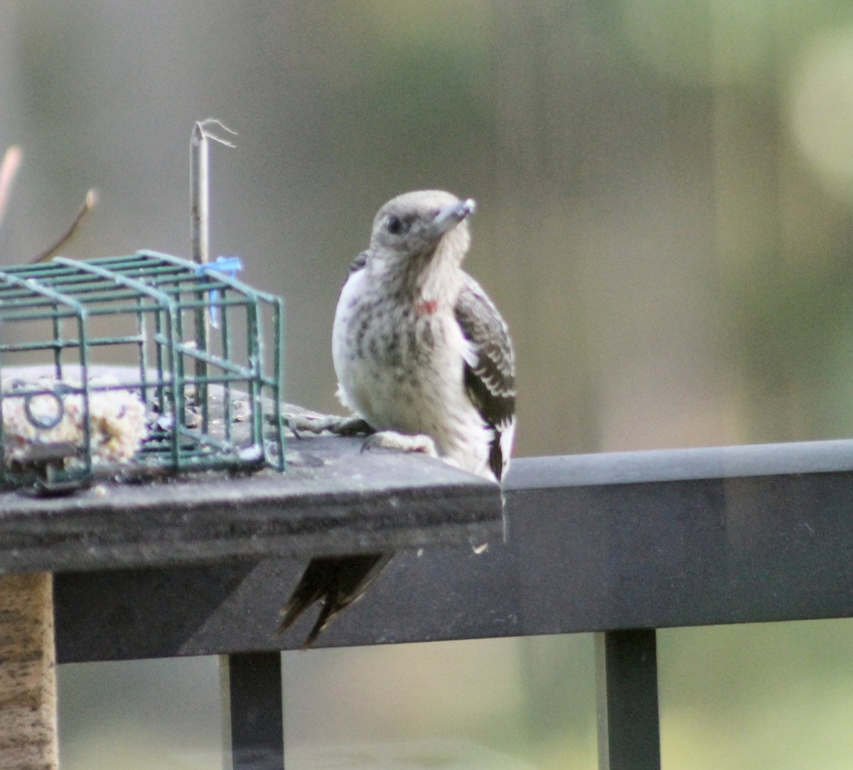 Red-headed Woodpecker - ML646266272