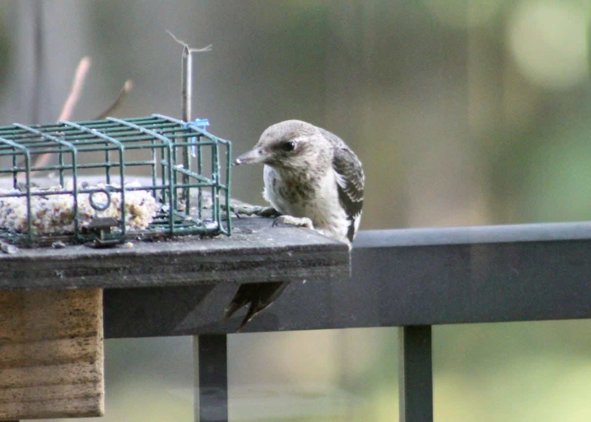 Red-headed Woodpecker - ML646266273