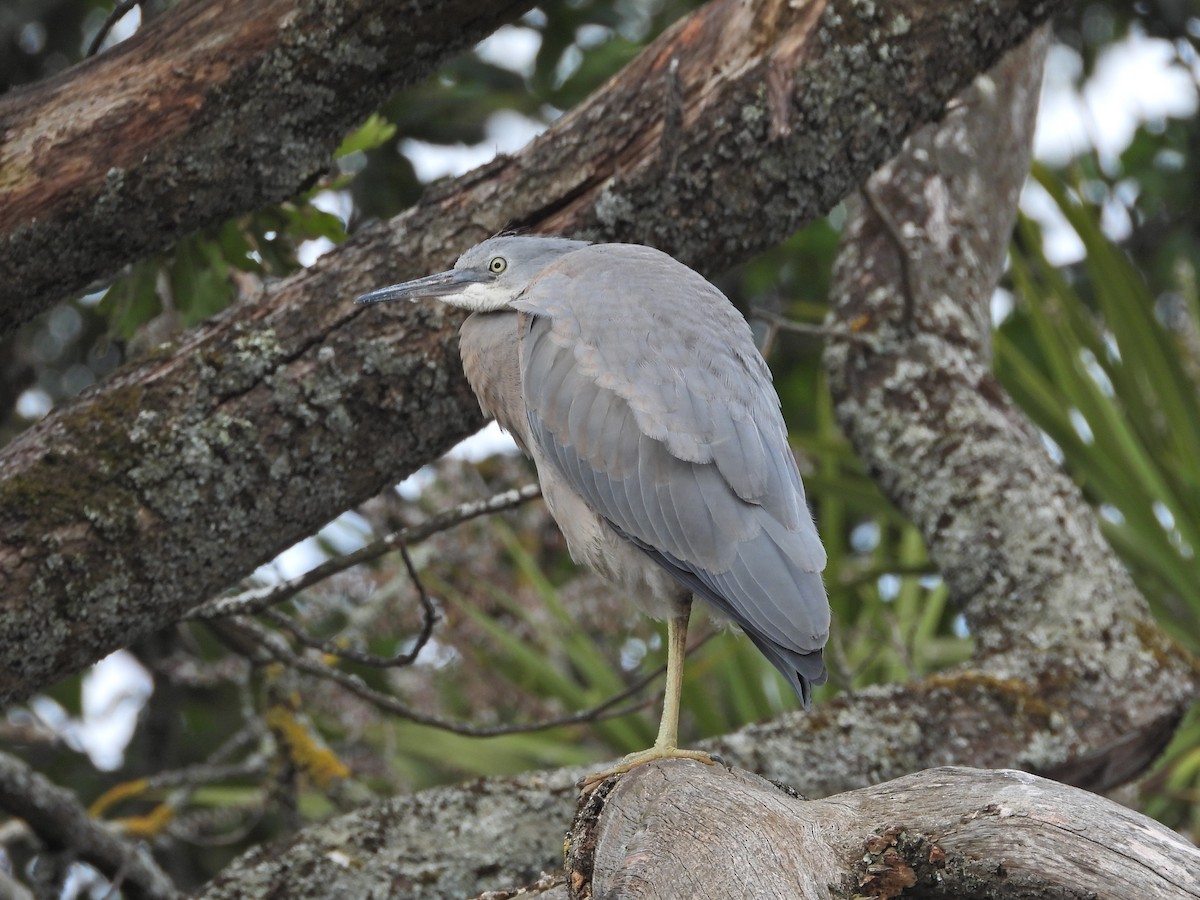 volavka bělolící - ML646266275