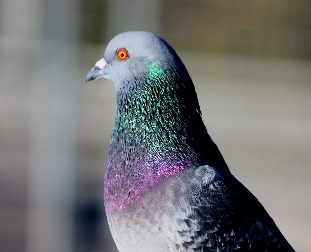 Kaya Güvercini (evcil tip) - ML646266280