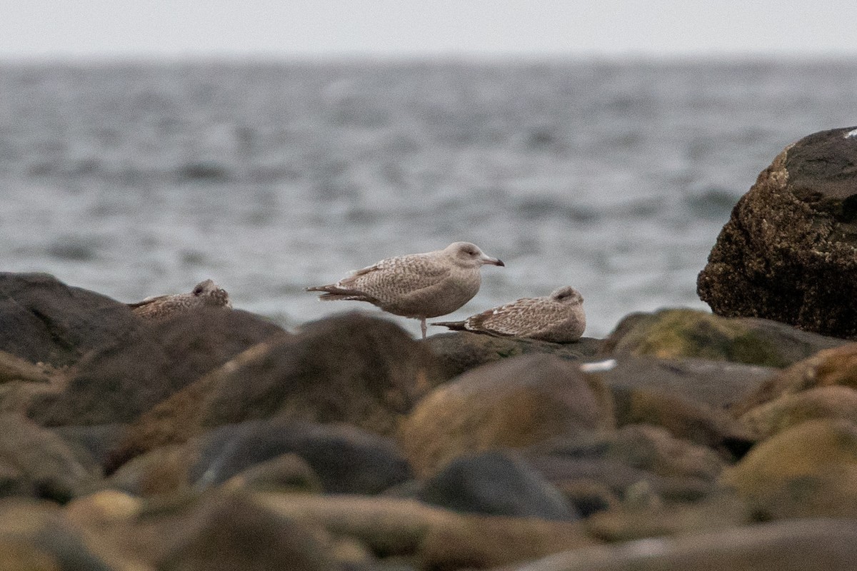 American Herring x Glaucous Gull (hybrid) - ML646266281