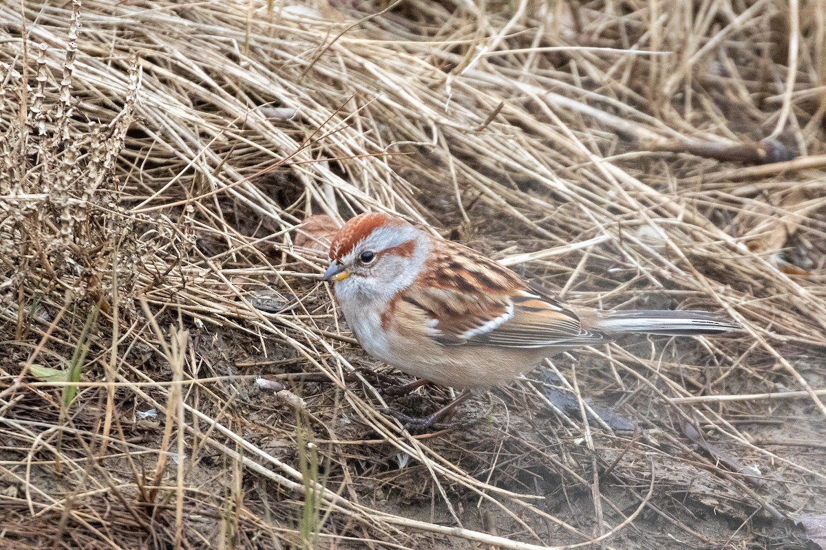 ムナフヒメドリ - ML646266293