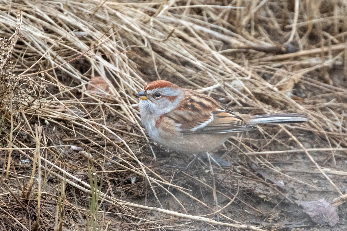 ムナフヒメドリ - ML646266294