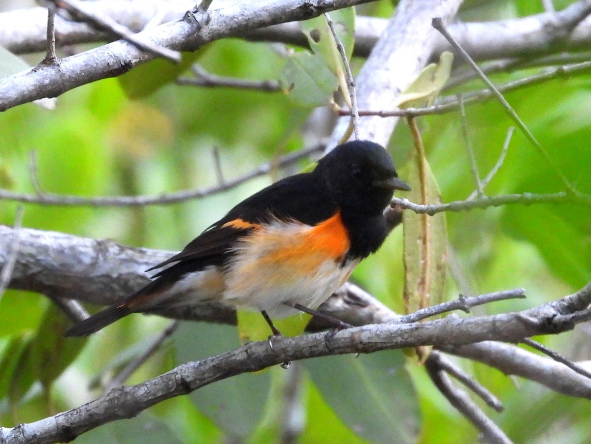 סבכון חכלילי - ML646266304