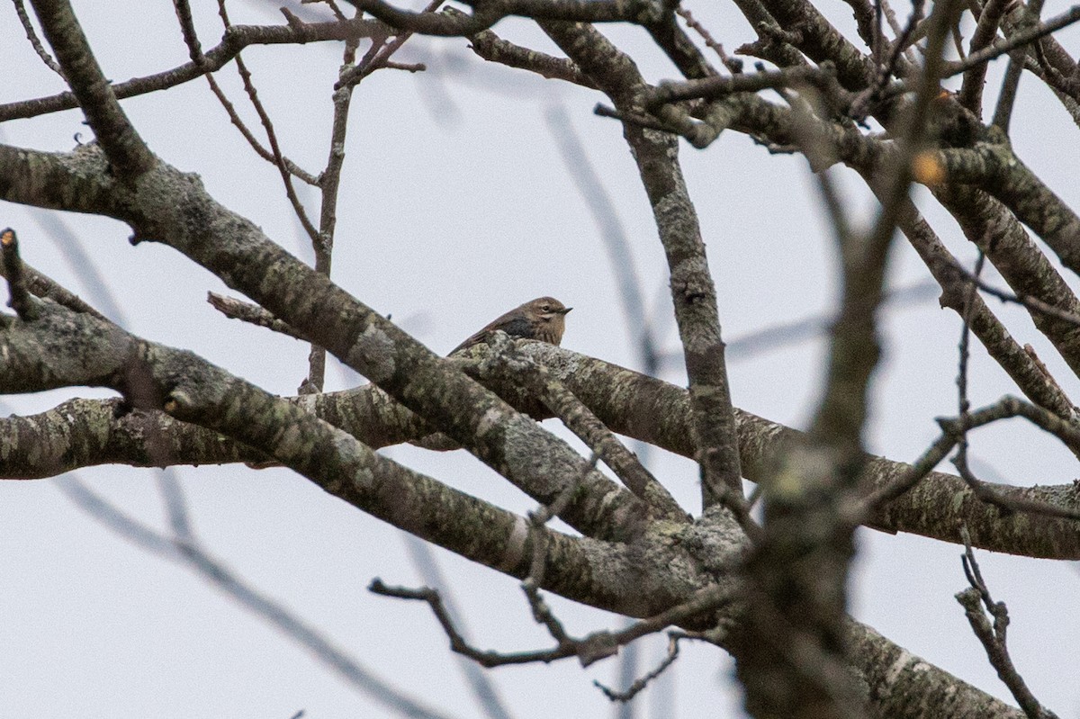Yellow-rumped Warbler - ML646266310