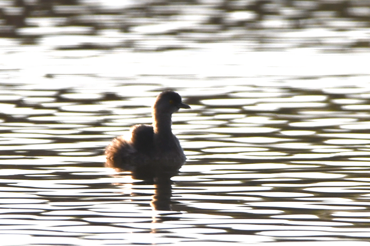 Least Grebe - ML646266315