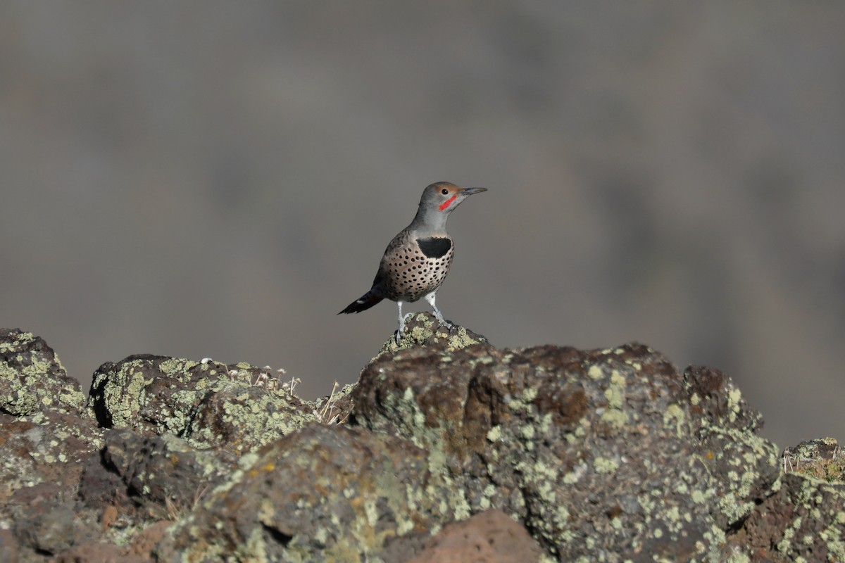 Northern Flicker (Red-shafted) - ML646266317