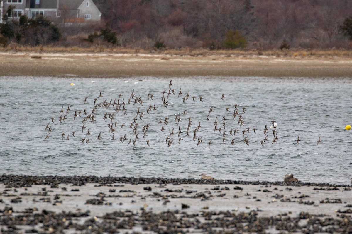 Dunlin - ML646266320