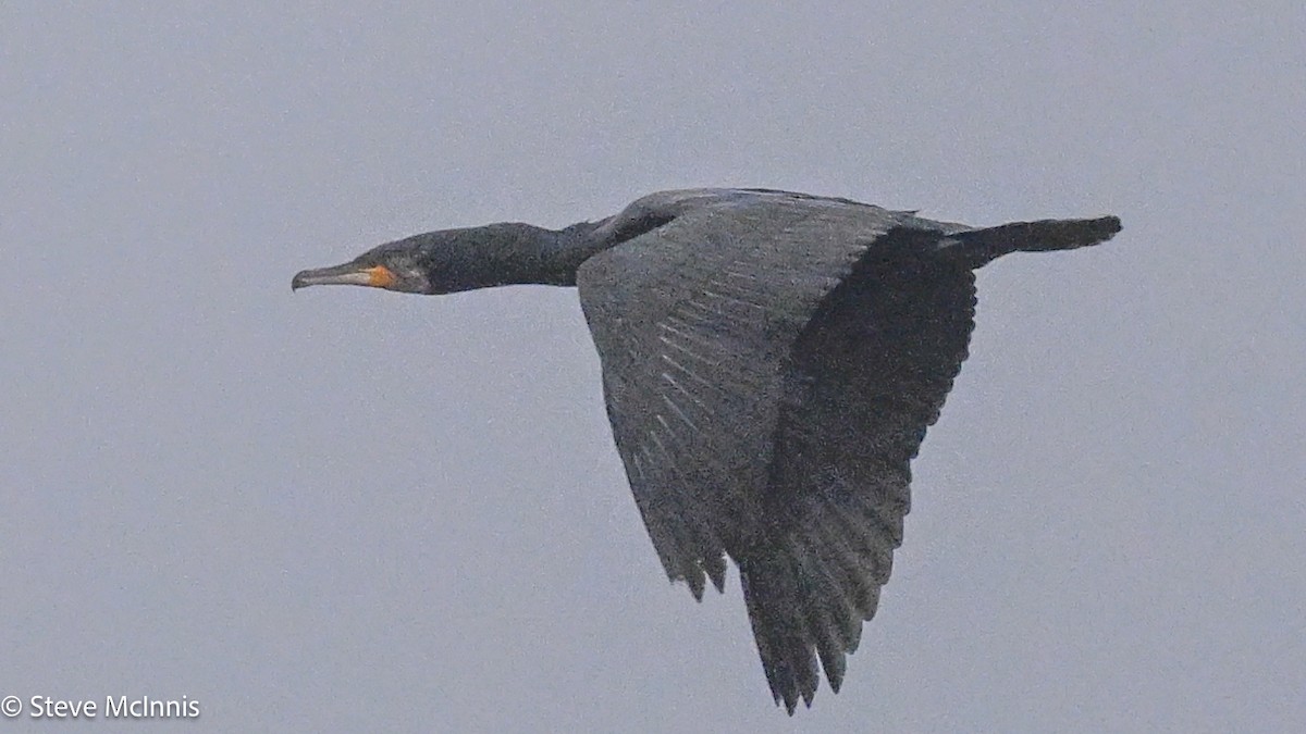 kormorán velký (ssp. novaehollandiae) - ML646266321