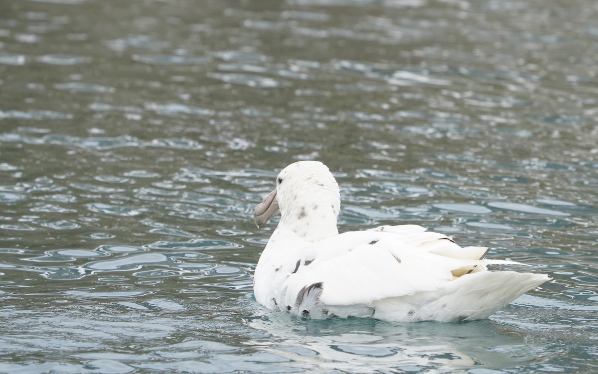 sørkjempepetrell - ML646266323