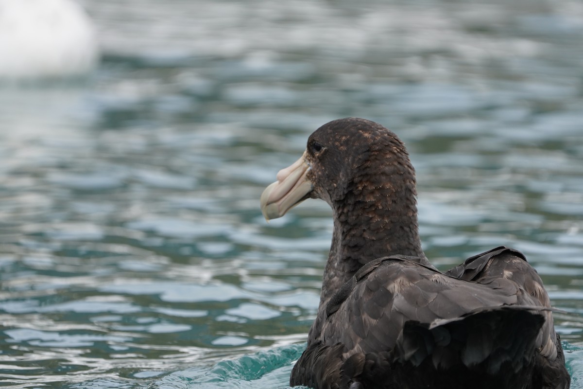 sørkjempepetrell - ML646266324