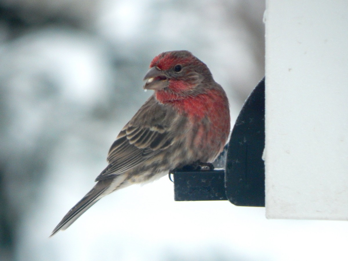 Hausgimpel - ML646266325