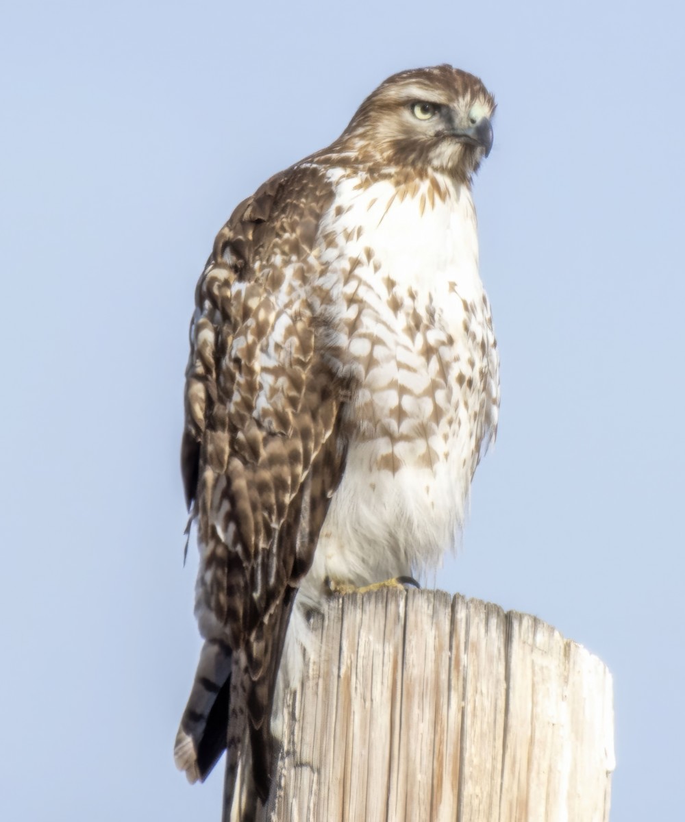 Red-tailed Hawk - ML646266326