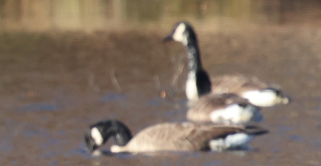 Oca canadese maggiore - ML646266328