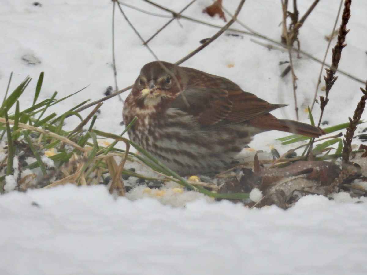 Fox Sparrow - ML646266330