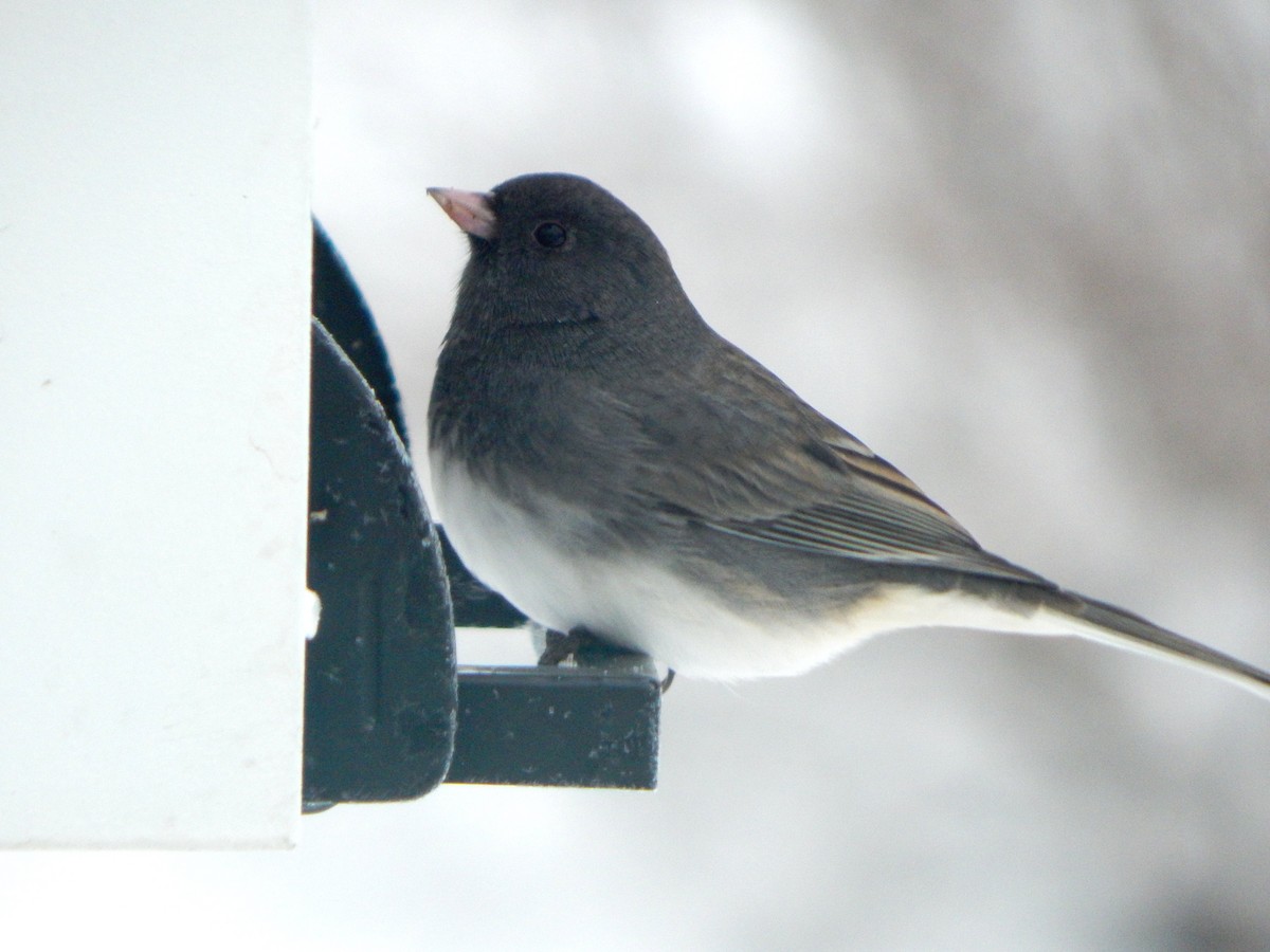 Winterammer - ML646266333