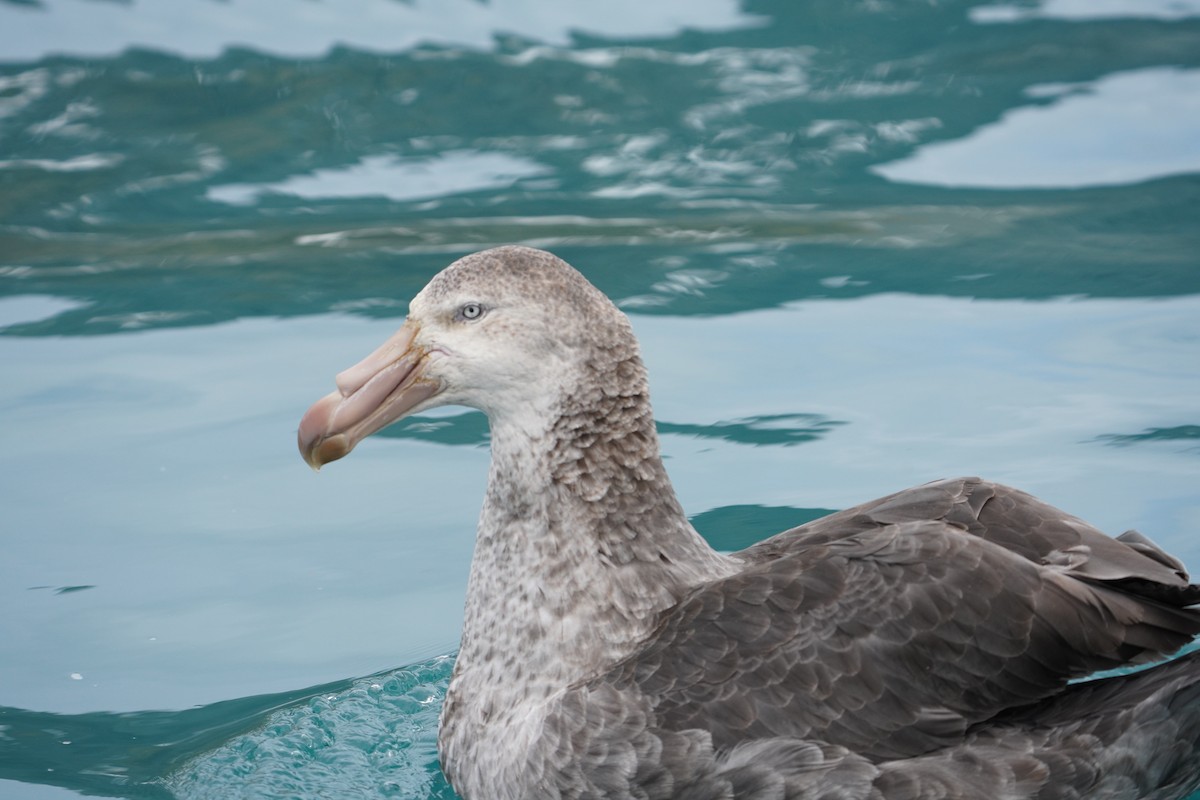 Northern Giant-Petrel - ML646266341