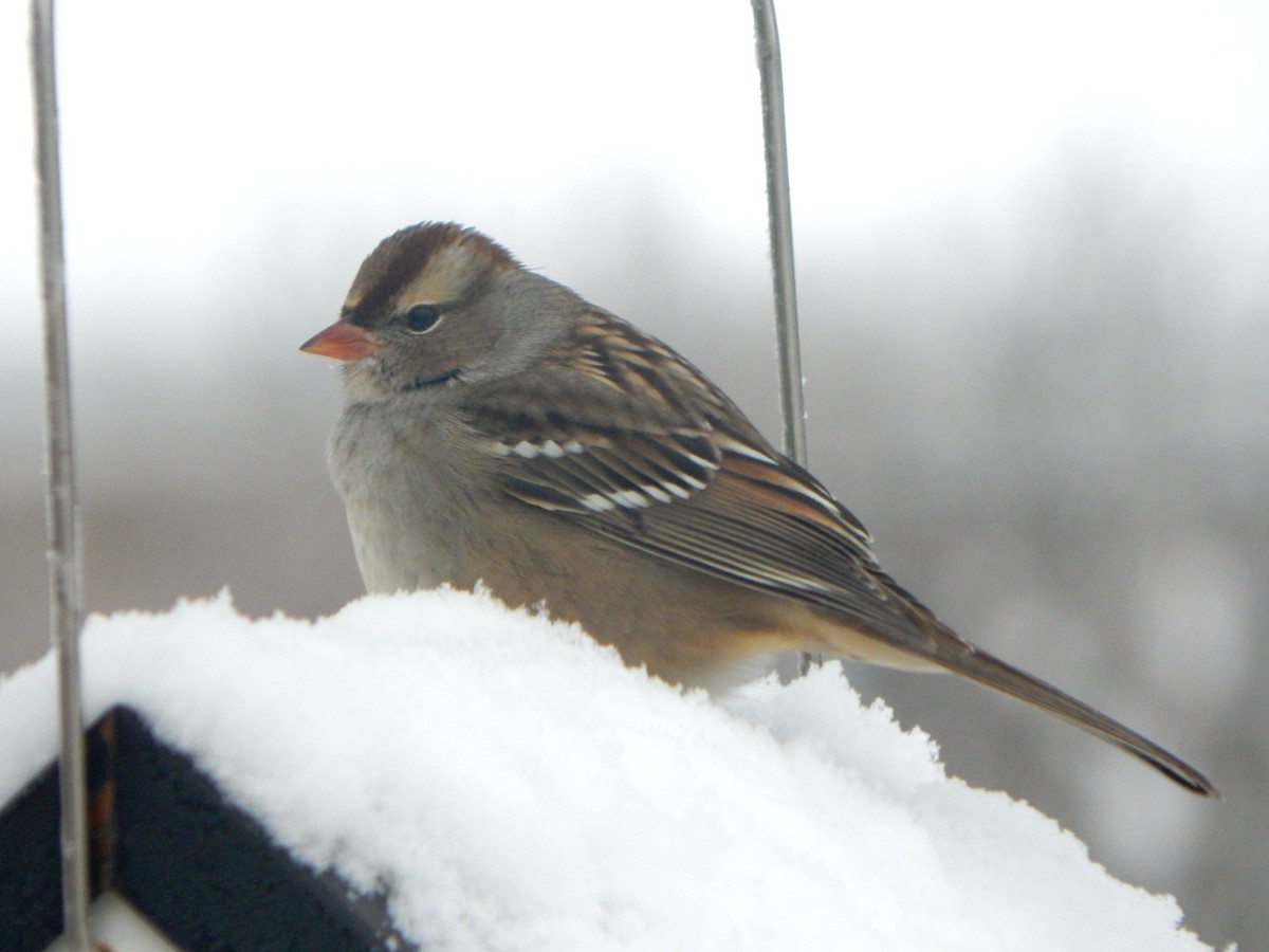 Dachsammer - ML646266342