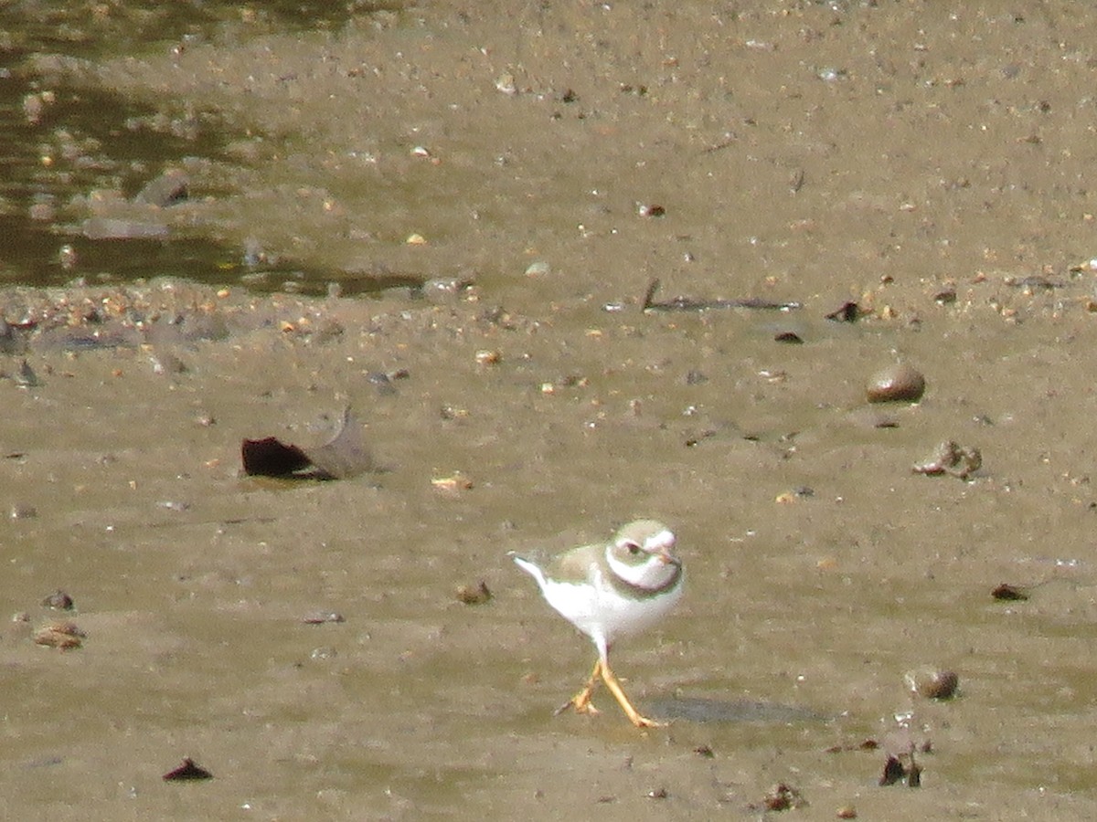 ミズカキチドリ - ML646266343