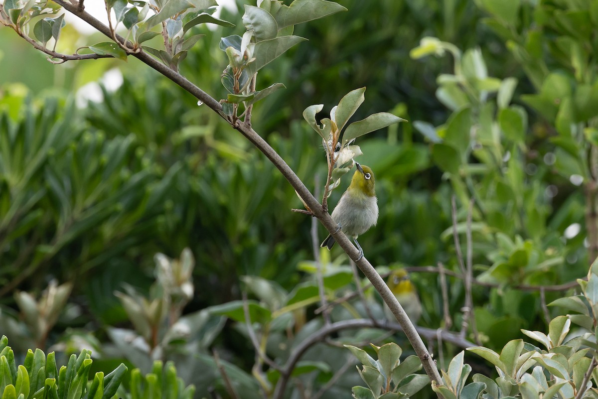 Warbling White-eye - ML646266344