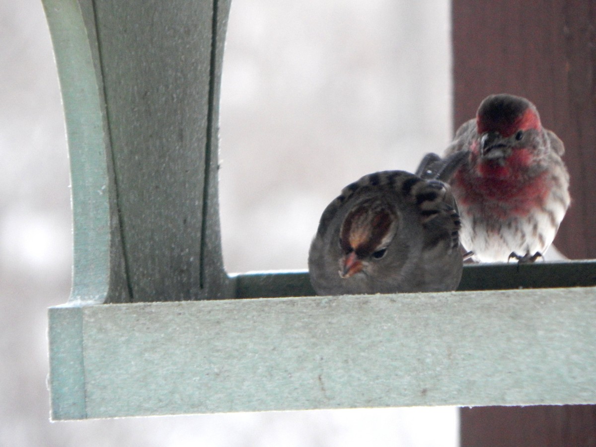 Dachsammer - ML646266346