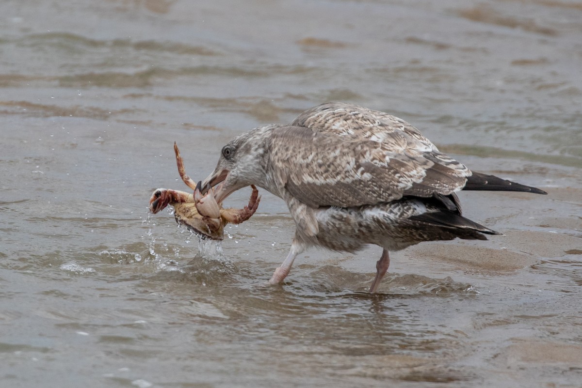 American Herring Gull - ML646266348