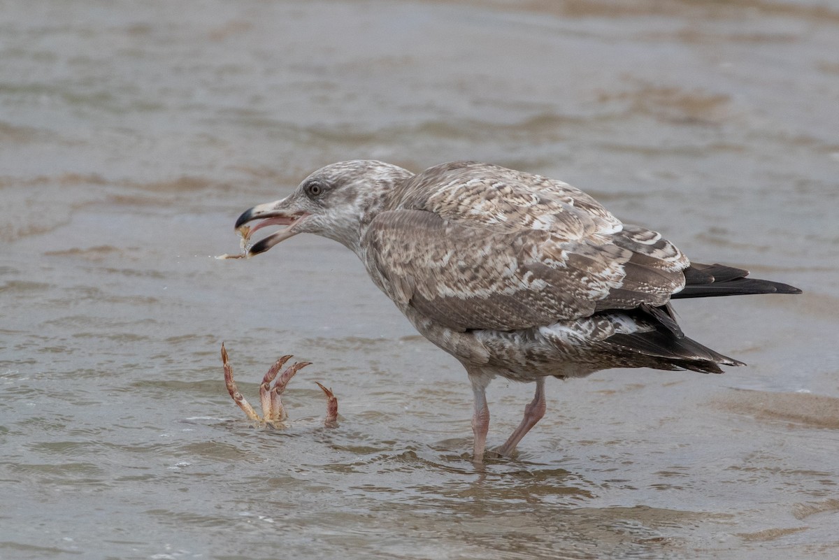 American Herring Gull - ML646266349