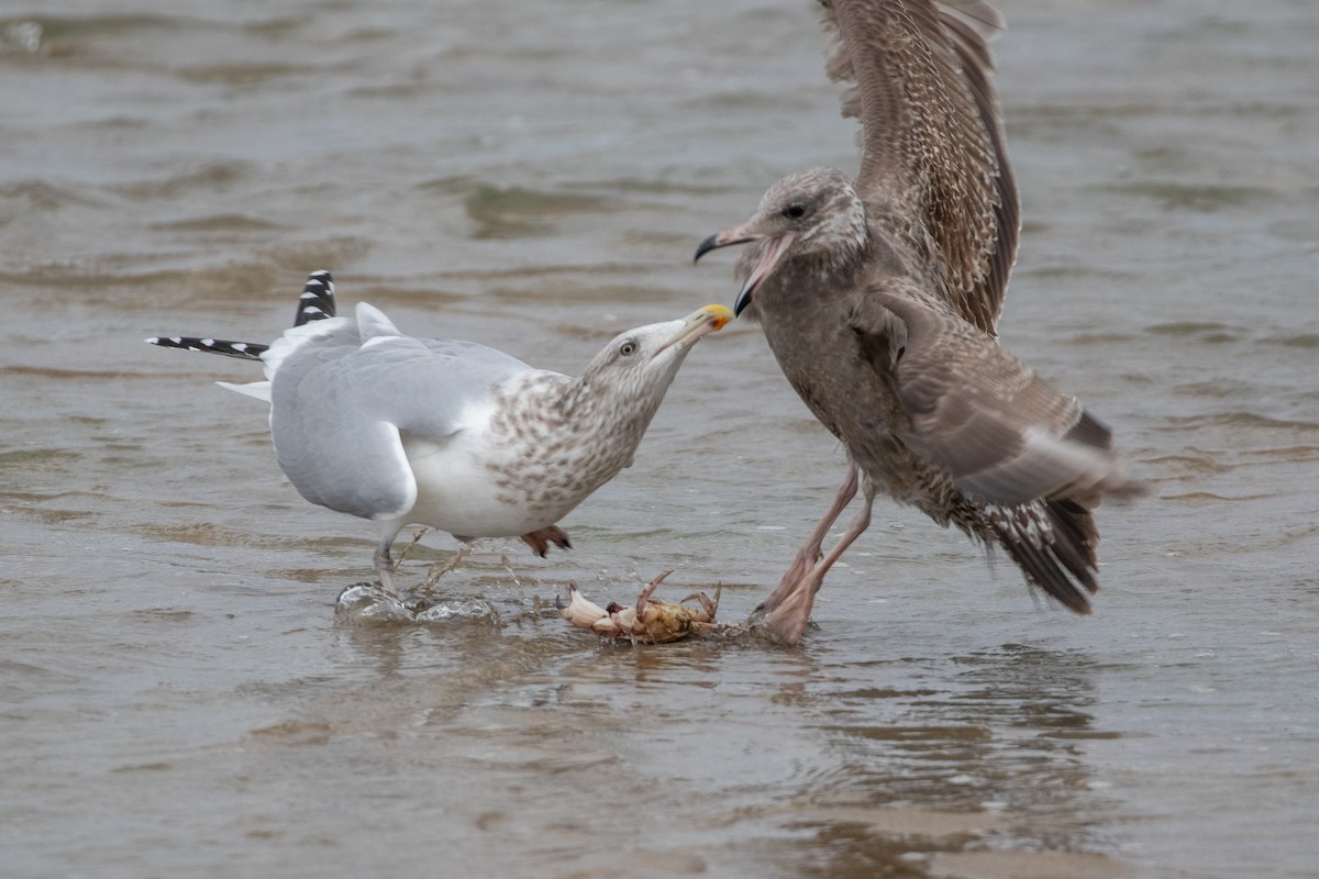 American Herring Gull - ML646266350