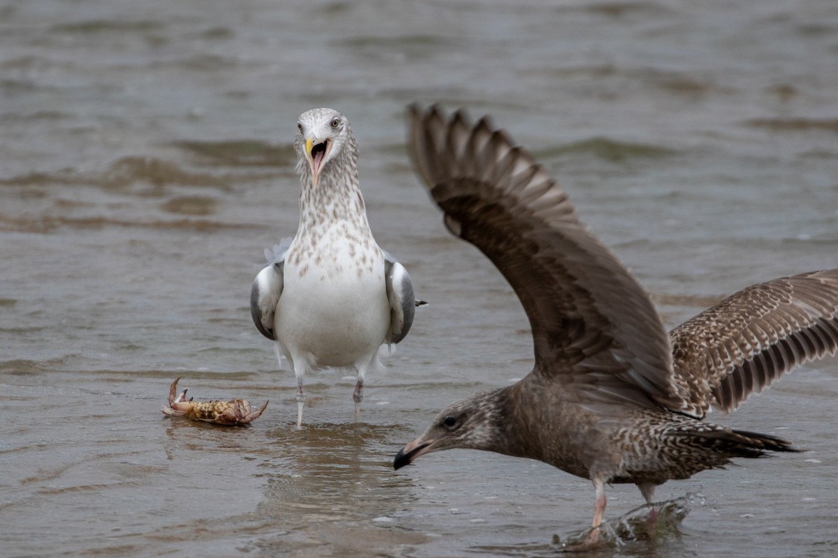 American Herring Gull - ML646266351