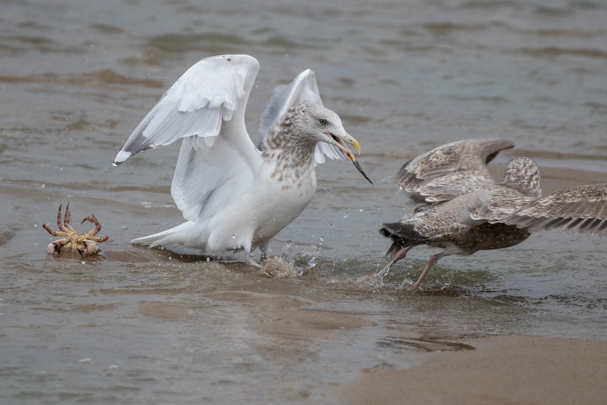 American Herring Gull - ML646266352
