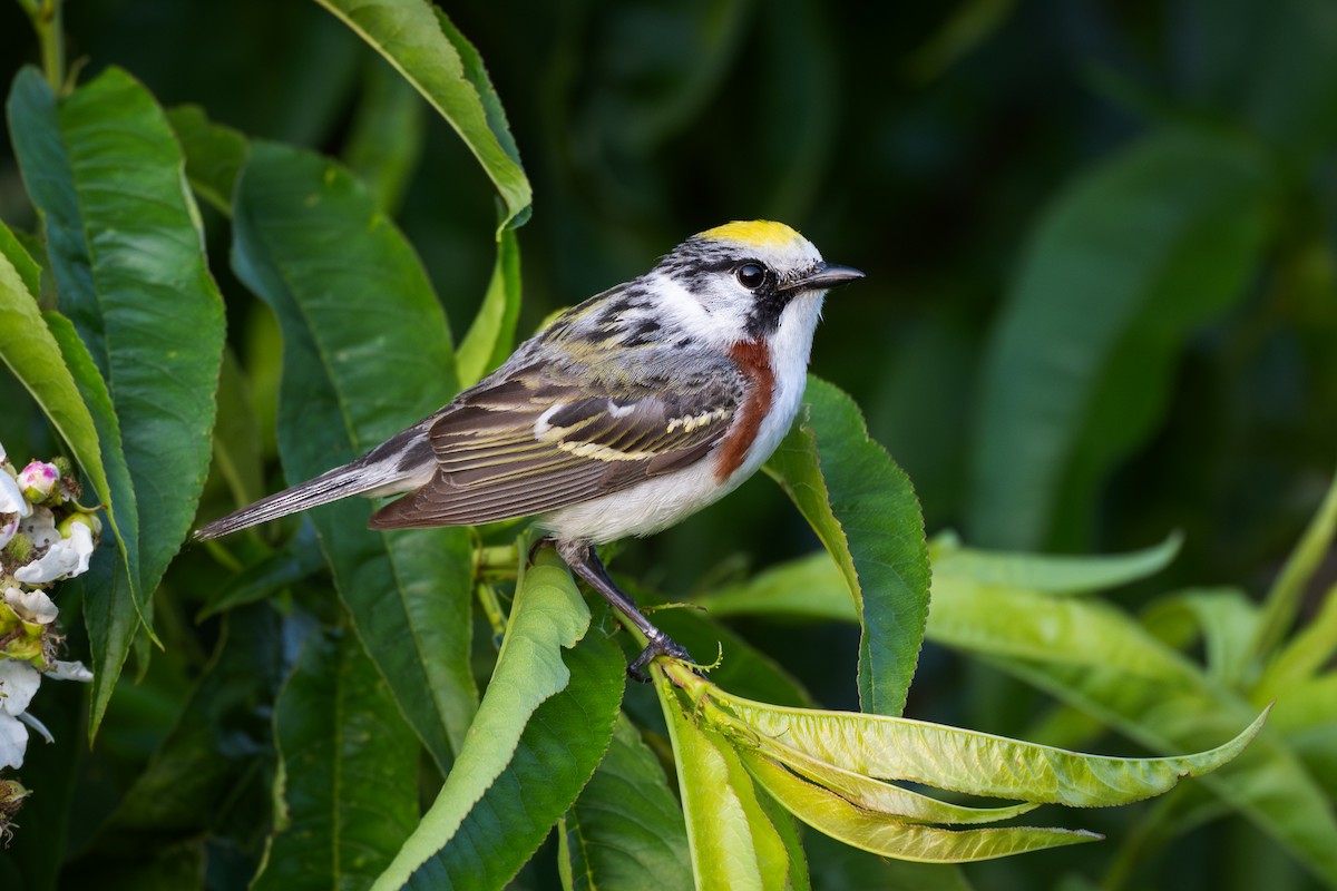 ワキチャアメリカムシクイ - ML646266358