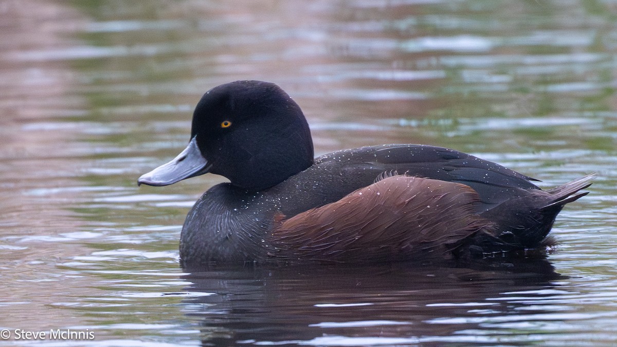 Yeni Zelanda Patkası - ML646266361