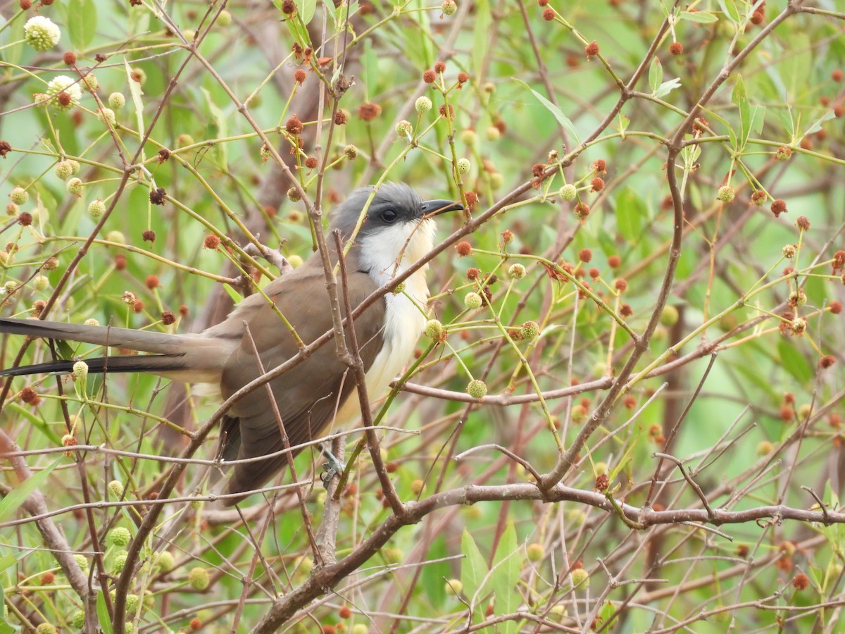 Галапагосская пиайя - ML646266366