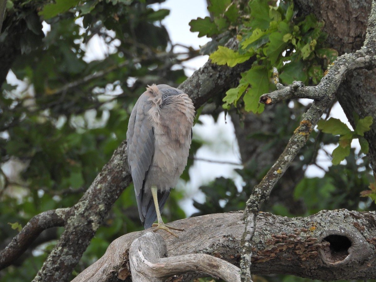 White-faced Heron - ML646266368