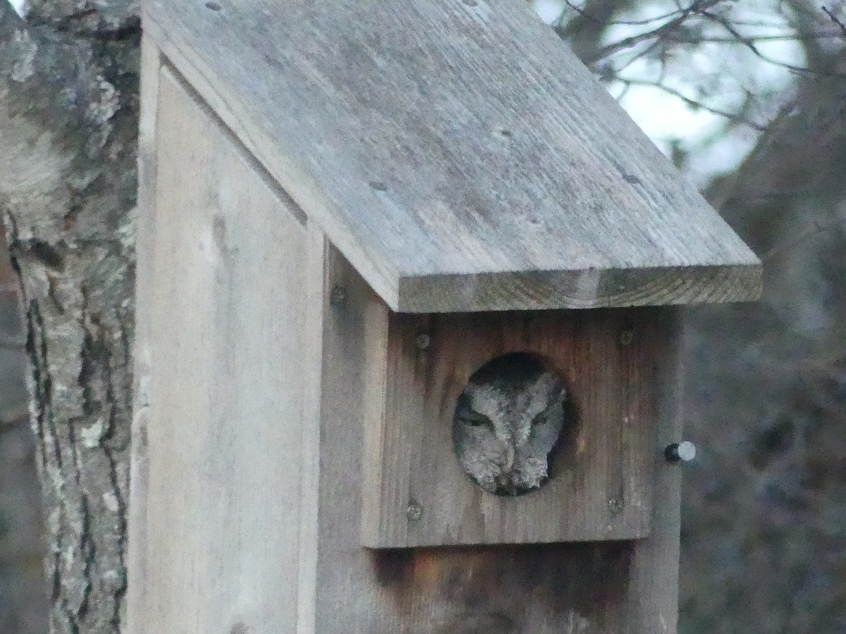 Сплюшка північна - ML646266371