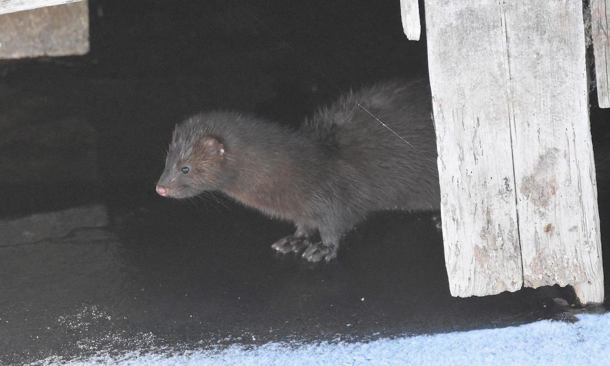 American Mink - ML646266376