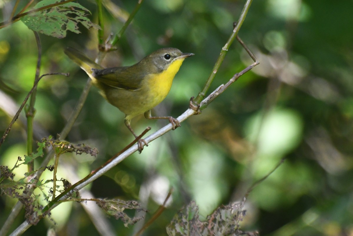 Common Yellowthroat - ML646266377