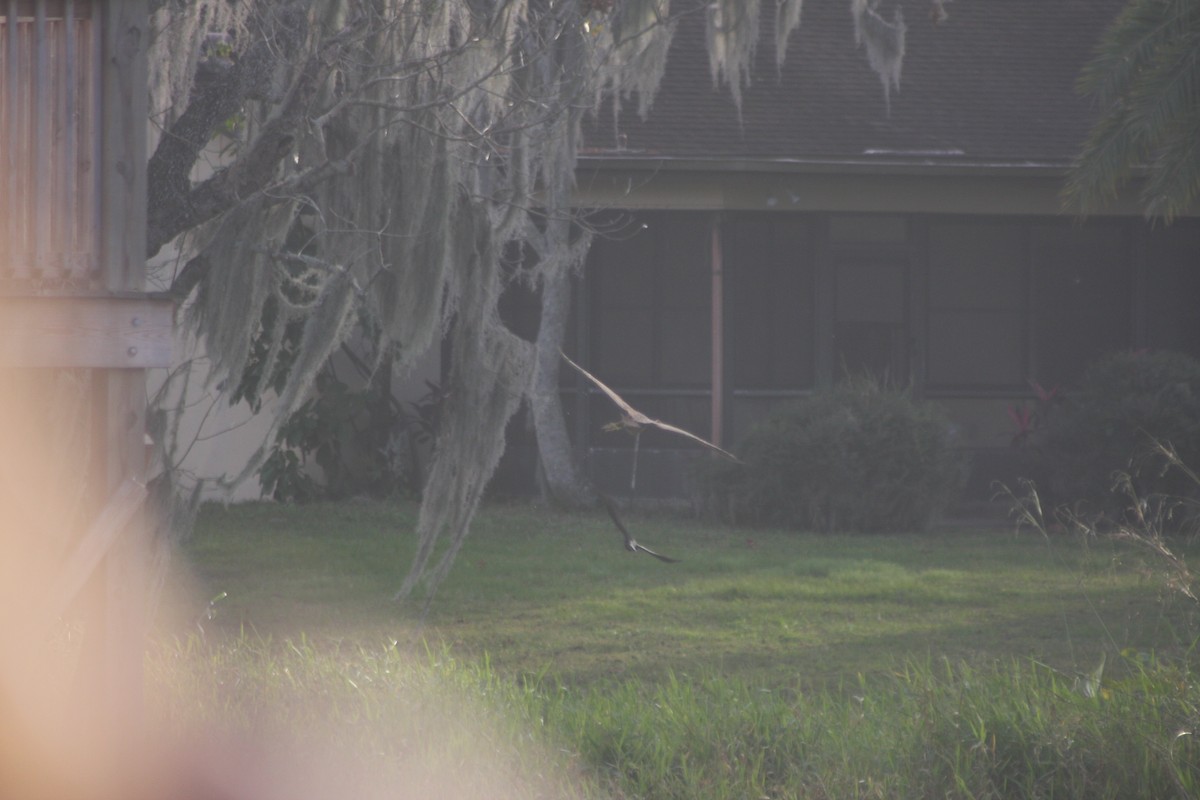 Американская выпь - ML646266378